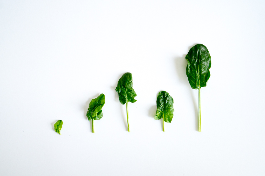 Bunched spinach, unbunched.